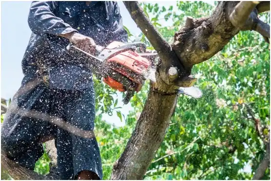 tree services Box Elder